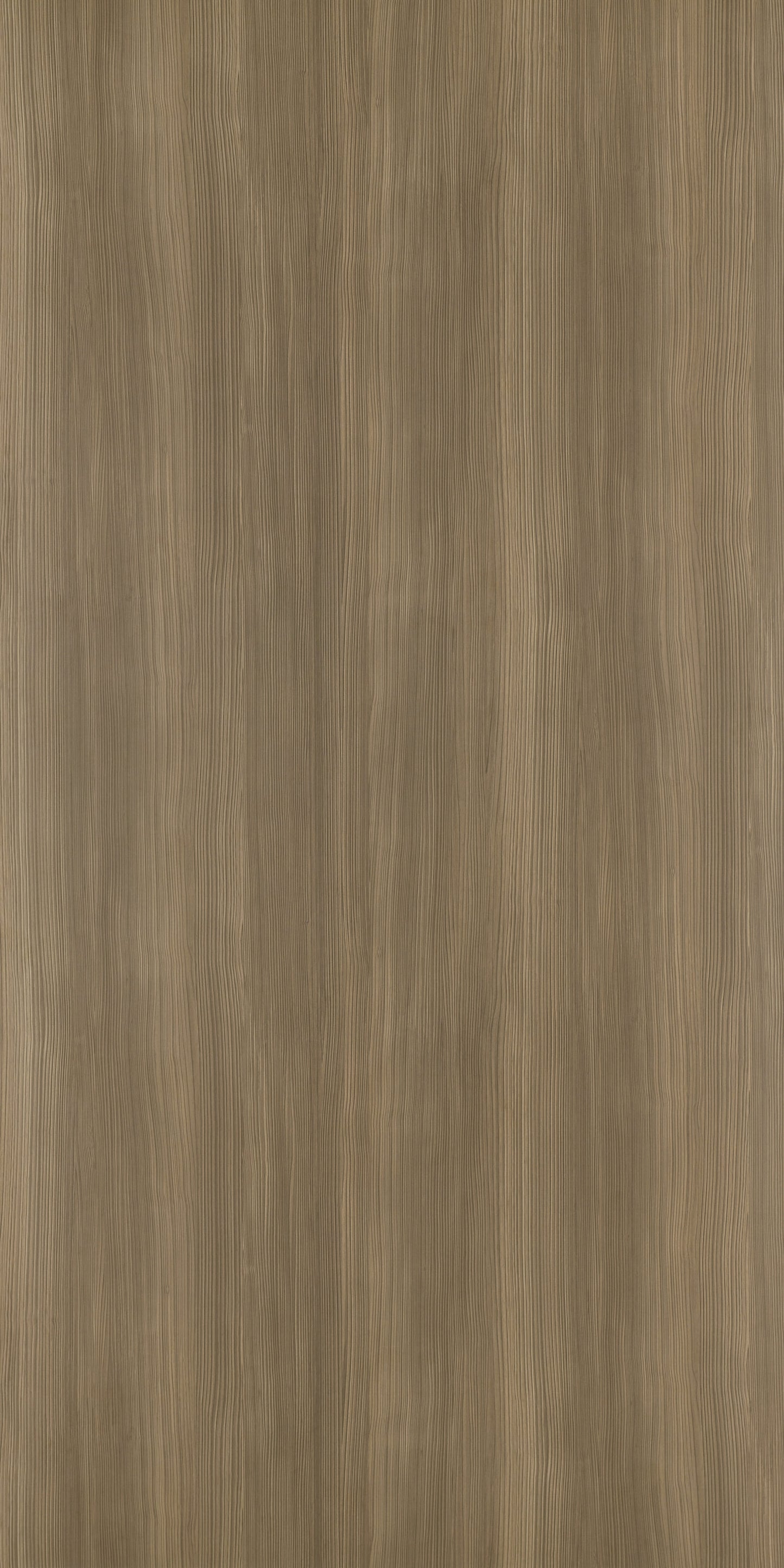 9937 - Camel Laricina | Sample